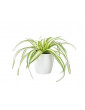 Spider Plant