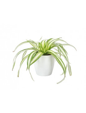 Spider Plant