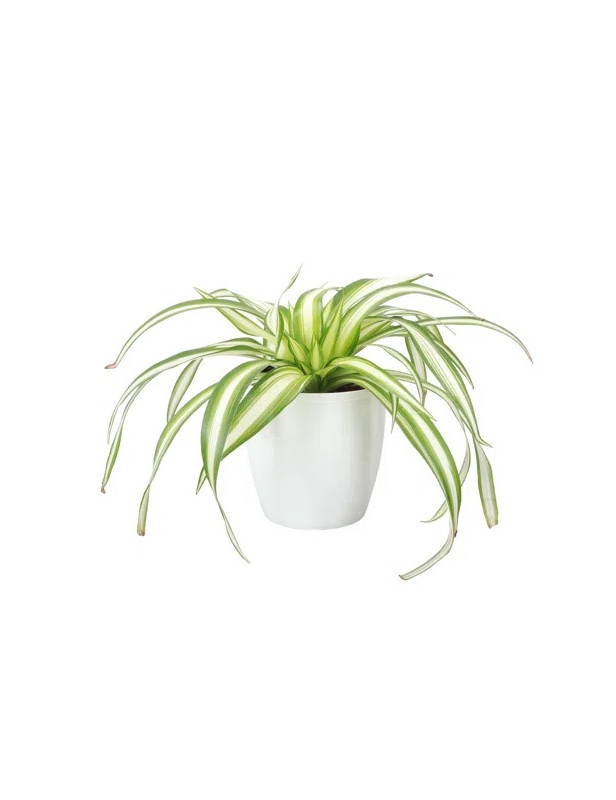 Spider Plant