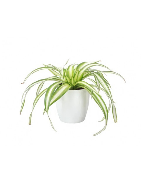 Spider Plant