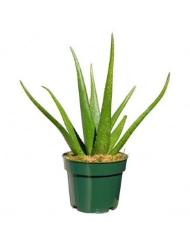 Aloe