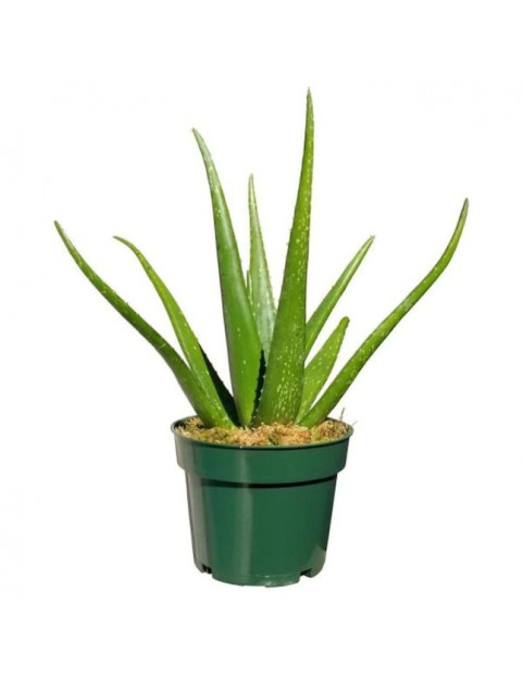 Aloe