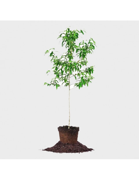 15gl Santa Rosa Plum 