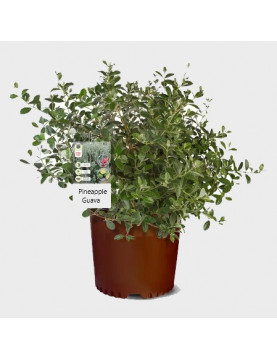 30gl Pineapple Guava 