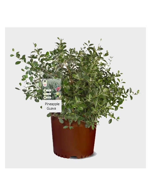 15gl Pineapple Guava