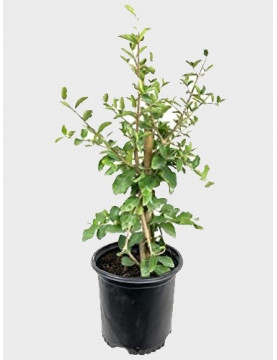 5gl Royal Lee Cherry