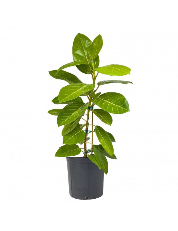 Ficus