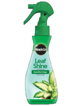 Leaf Shine