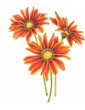 Aztec Orange Gazania