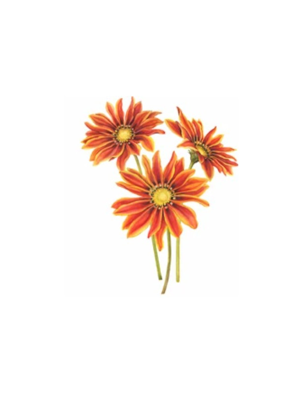 Aztec Orange Gazania