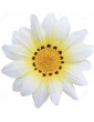 Aztec White Gazania