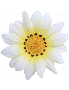 Aztec White Gazania