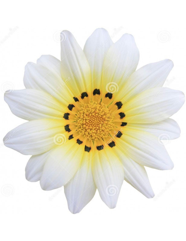 Aztec White Gazania