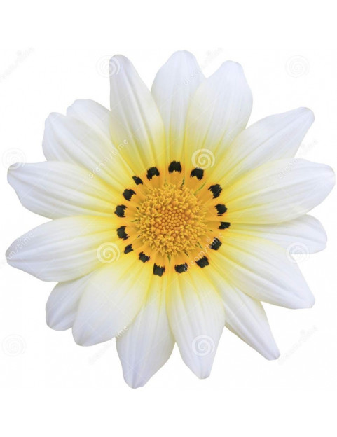 Aztec White Gazania