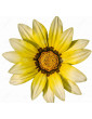 Aztec Yellow Gazania