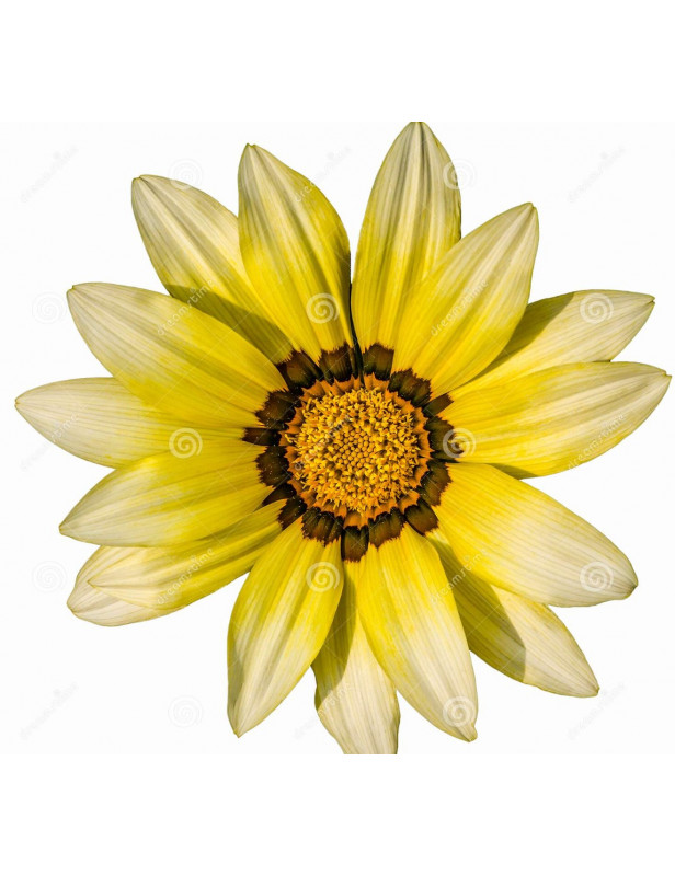 Aztec Yellow Gazania
