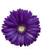 African Daisy Purple