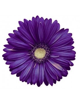African Daisy Purple