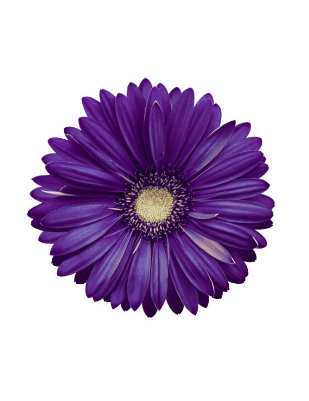 African Daisy Purple