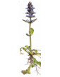 Ajuga Bronze