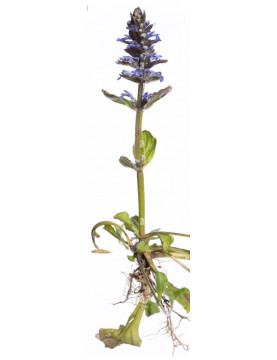 Ajuga Bronze