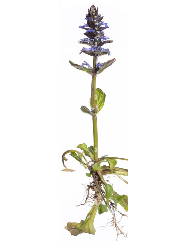 Ajuga Bronze