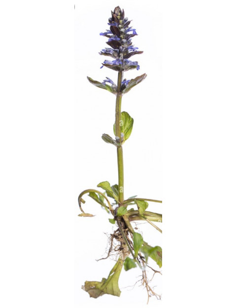 Ajuga Green