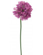Armeria