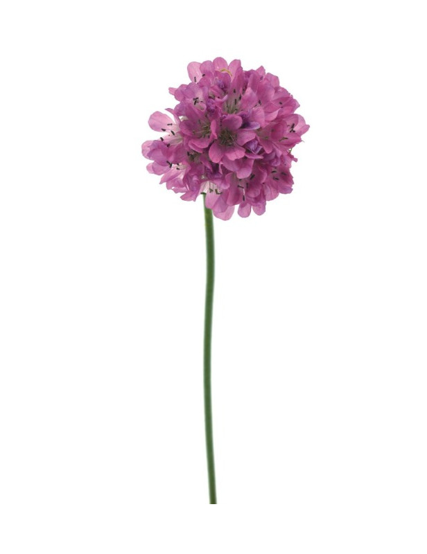 Armeria