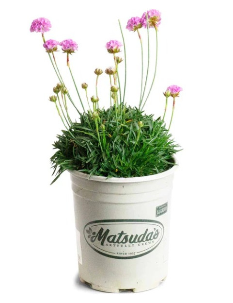 Armeria Alliacea Pink