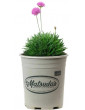 Armeria Pink