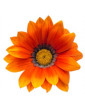 Cascade Orange Gazania