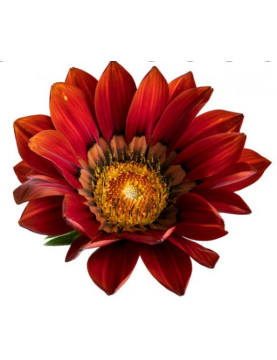 Burgundy Sunburst Gazania
