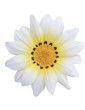 Cascade White Gazania