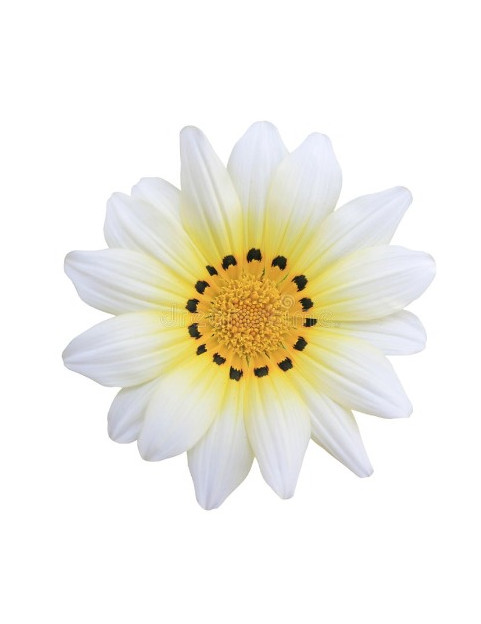 Cascade White Gazania