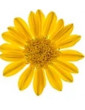 Cascade Yellow Gazania