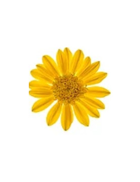 Cascade Yellow Gazania