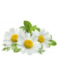 Chamomile