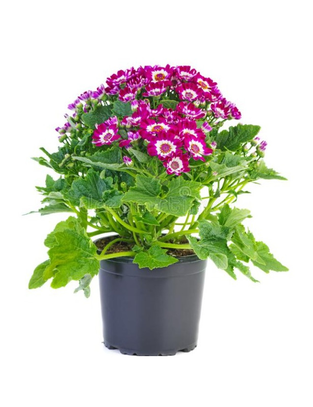 Cineraria