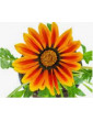 Copper King Gazania