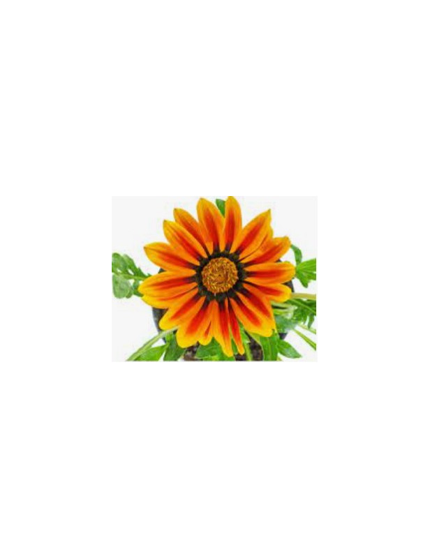 Copper King Gazania