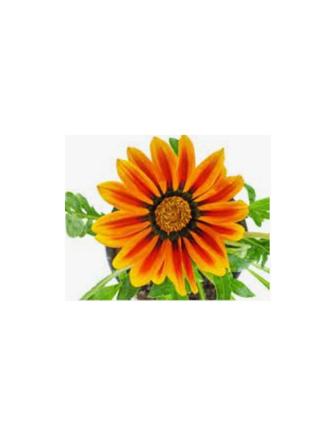 Copper King Gazania