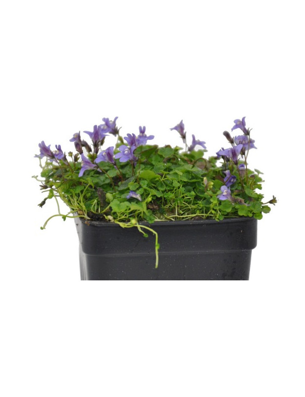 Cymbalaria Variegated