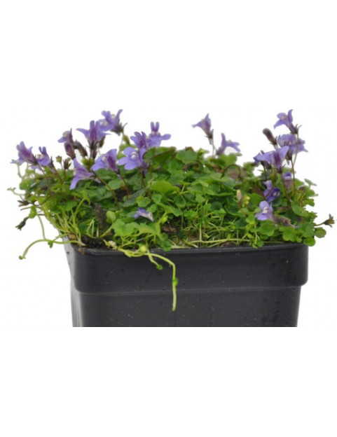 Cymbalaria Variegated