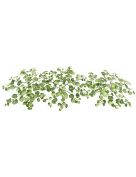 Dichondra