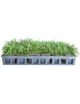 Dwarf Mondo Grass