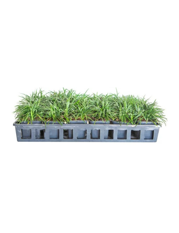 Dwarf Mondo Grass