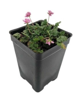 Erodium Pink