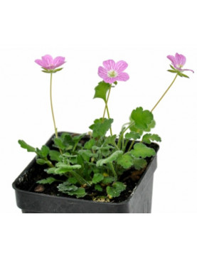 Erodium Rose