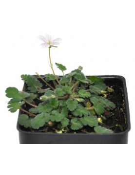 Erodium White